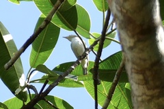 Vireo