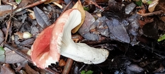 Russula sanguinea