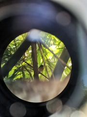 Cyornis rubeculoides dialilaemus