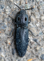 Alaus melanops