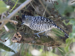 Thamnophilus doliatus