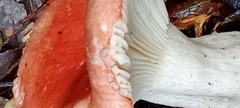 Russula sanguinea
