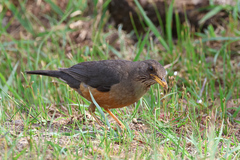 Turdus olivaceus