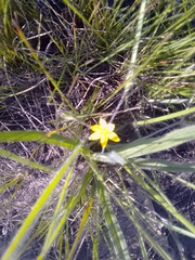 Hypoxis