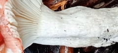 Russula sanguinea