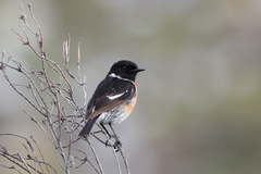 Saxicola torquatus