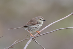 Prinia maculosa