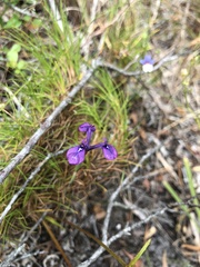 Moraea tripetala