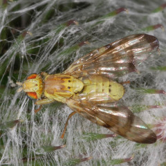 Terellia tussilaginis
