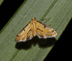 Tetrernia teminitis