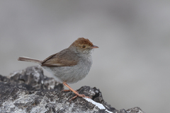 Cisticola fulvicapilla