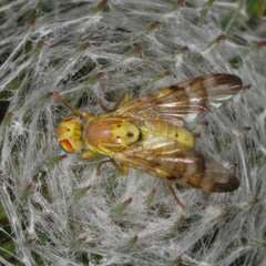 Terellia tussilaginis