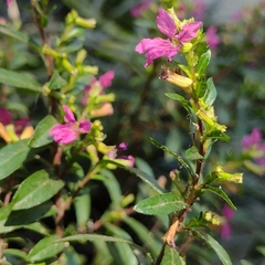 Cuphea hyssopifolia