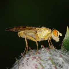Terellia tussilaginis