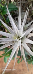 Tillandsia gardneri