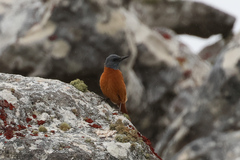 Monticola rupestris