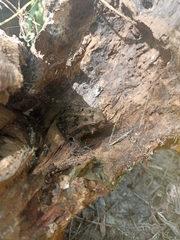 Rhinella humboldti