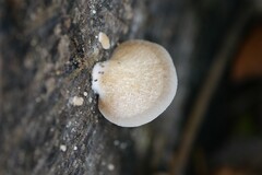 Crepidotus mollis