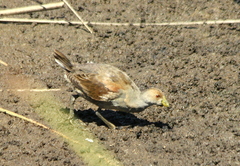 Porphyriops melanops