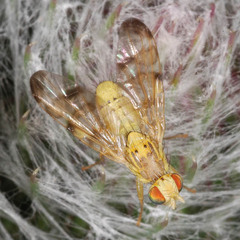 Terellia tussilaginis