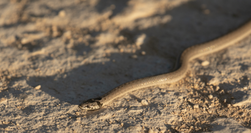 False Smooth Snake