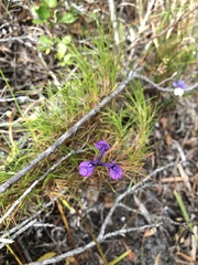 Moraea tripetala