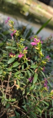 Cuphea hyssopifolia