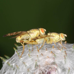 Terellia tussilaginis