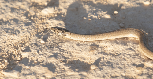 False Smooth Snake