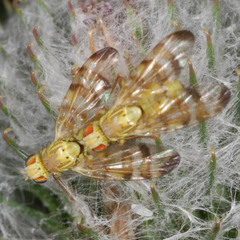 Terellia tussilaginis