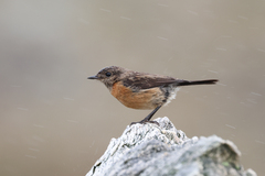 Saxicola torquatus
