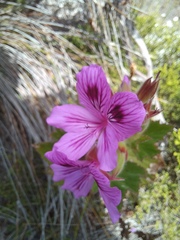 Pelargonium cucullatum