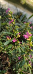 Cuphea hyssopifolia