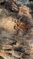 Ascocoryne cylichnium