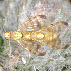 Terellia tussilaginis