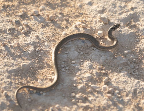 False Smooth Snake