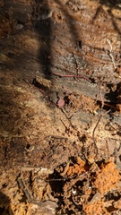 Ascocoryne cylichnium