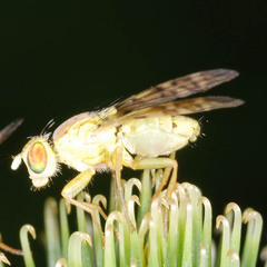 Terellia tussilaginis