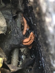 Pseudocolus fusiformis