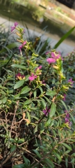 Cuphea hyssopifolia