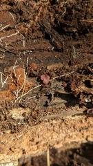 Ascocoryne cylichnium