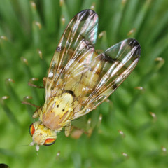 Terellia tussilaginis