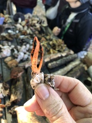 Pseudocolus fusiformis