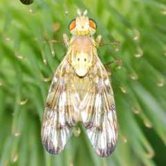 Terellia tussilaginis