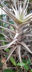 Tillandsia gardneri