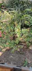 Cuphea hyssopifolia