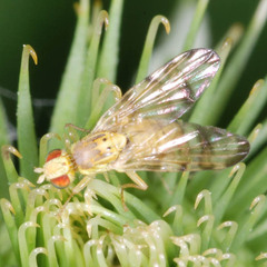 Terellia tussilaginis