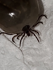 Ixodes scapularis