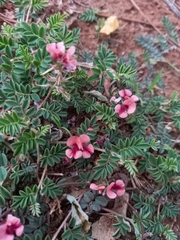 Indigofera alternans