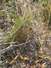 Moraea tripetala
